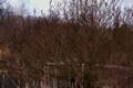 Salix gracilistylla IMG_9190 Wierzba czarnokotkowa
